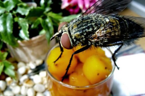 Aqui está como eliminar as mosquinhas usando um objeto simples que você tem em casa