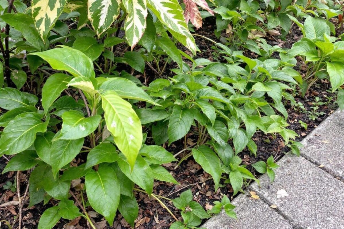 Ces 15 plantes de jardin à éviter avec le marc de café