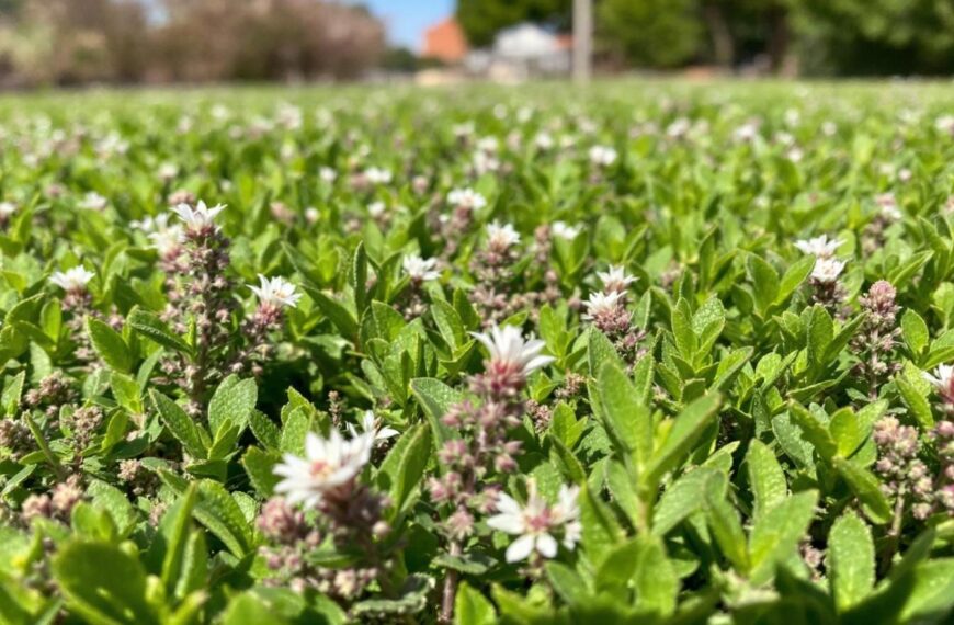 Crear un césped vivo utilizando tomillo rastrero para reemplazar su césped soso