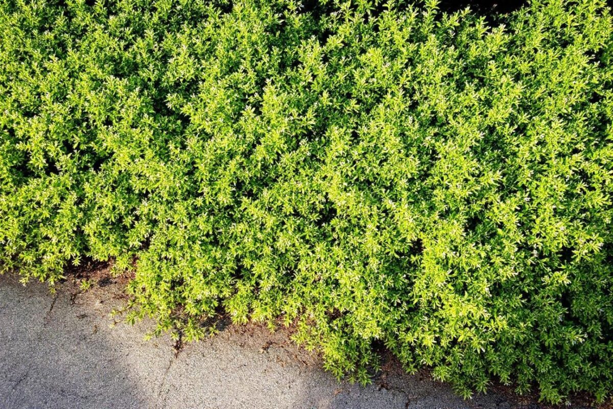 Create a living lawn using creeping thyme to replace your dull grass