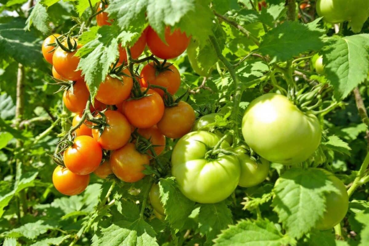 discover 10 varieties of late tomatoes to plant in May for harvests until autumn