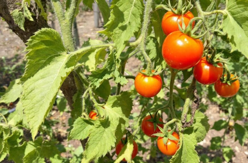 El astuto secreto de mi abuelo jardinero para hacer prosperar indefinidamente una planta de tomate