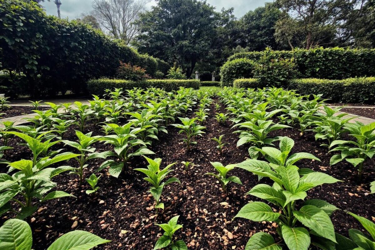 Estas 15 plantas de jardín a evitar con el café molido