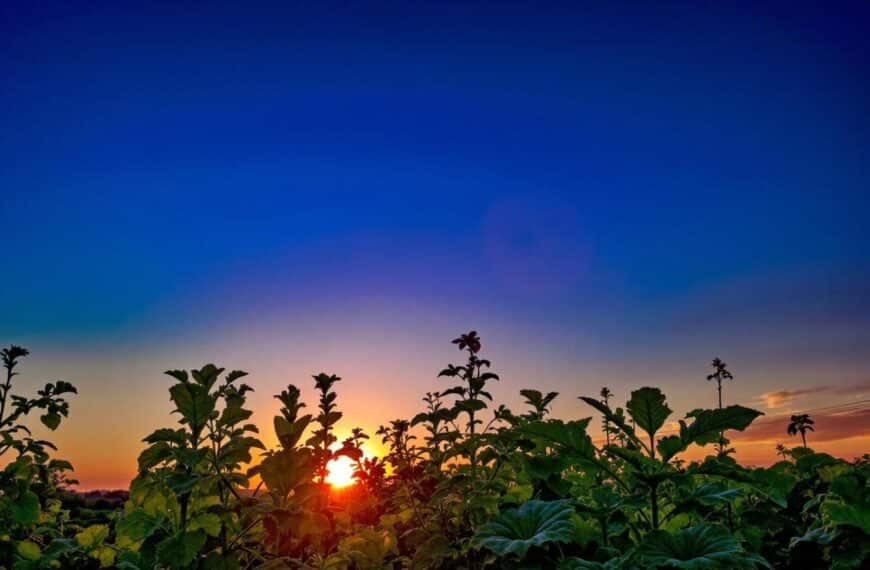 Los 7 trampas a evitar en el jardín de hortalizas en julio según los consejos de mi paisajista