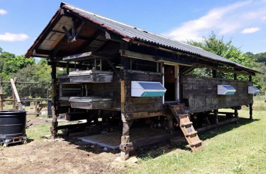 los esenciales para seleccionar el gallinero ideal