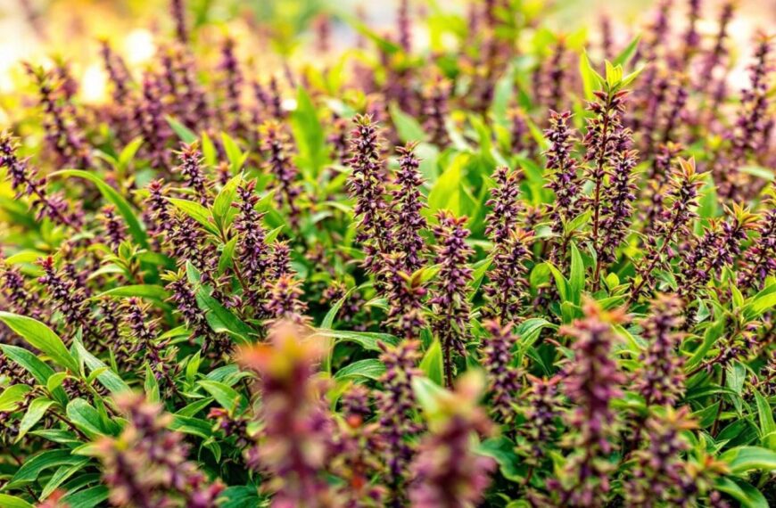 Plantas repelentes naturales: ¿una verdadera solución para alejar a los mosquitos?