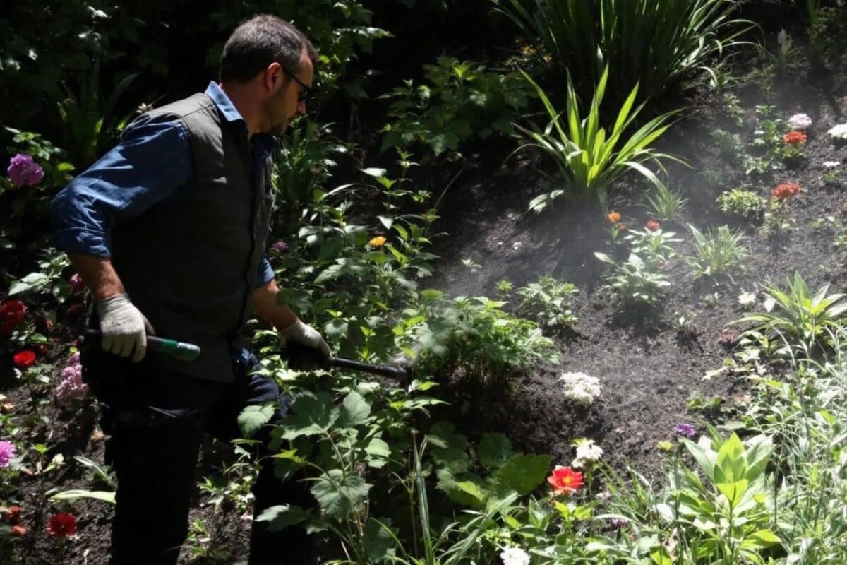 Quando começar a cortar a grama da sua pelouse na primavera de 2025 após o inverno?