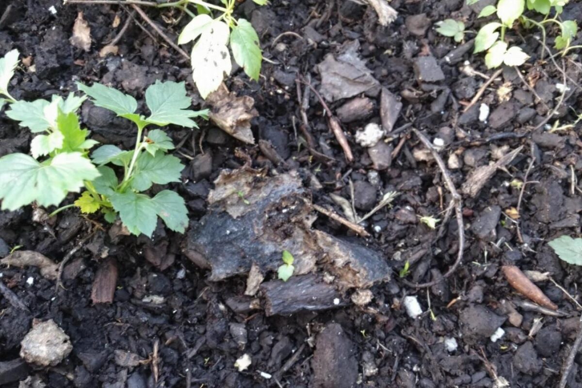 The negative aspects of mulching often ignored by gardeners