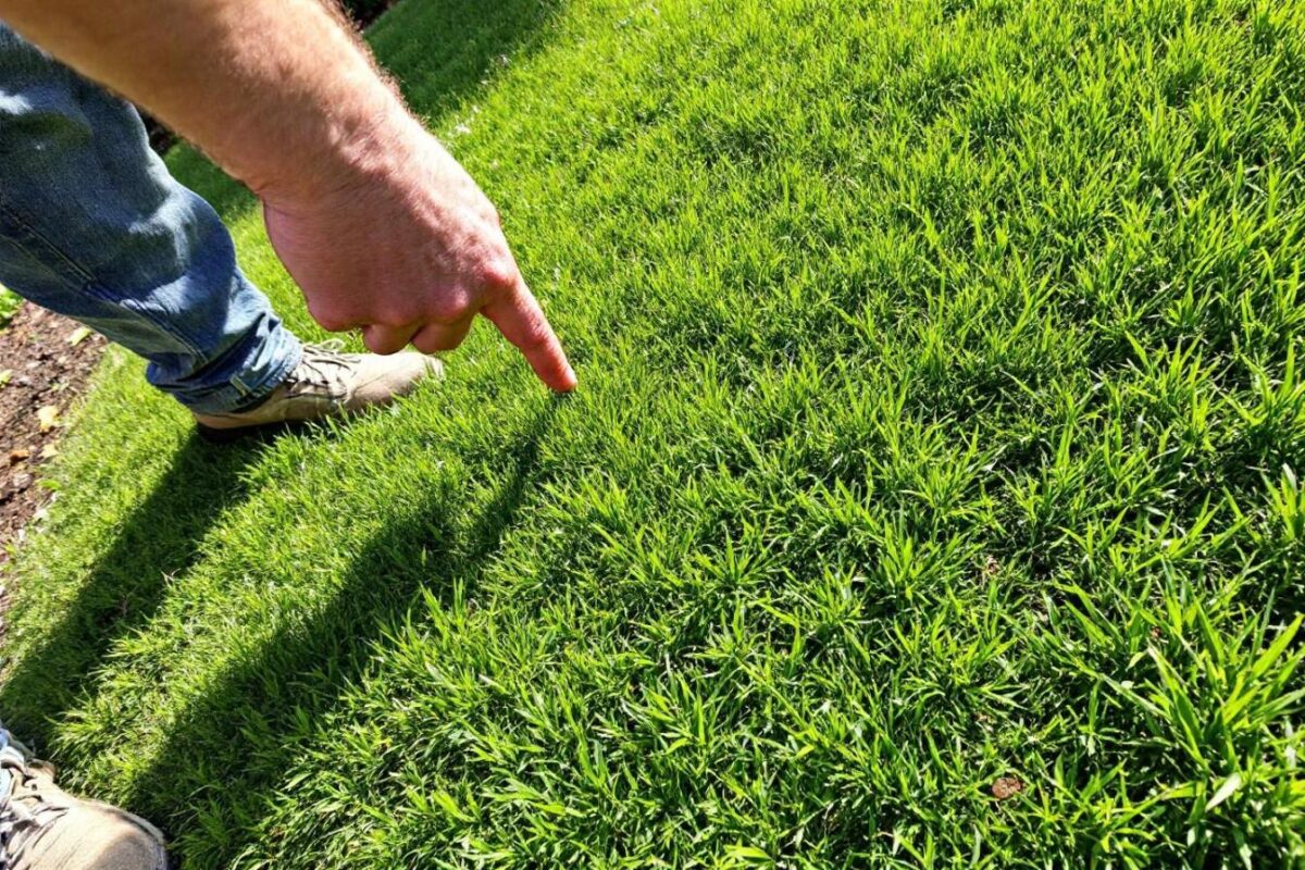 the tips from my landscaper to revitalize the lawn in spring