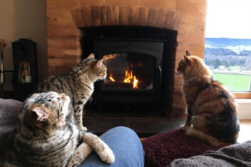 Tips for keeping your pets safe from the intense heat of wood stoves