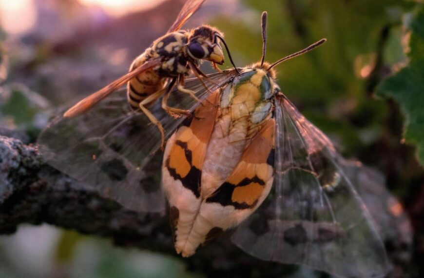 Usar avispas Trichogramma para un control natural de las polillas alimentarias